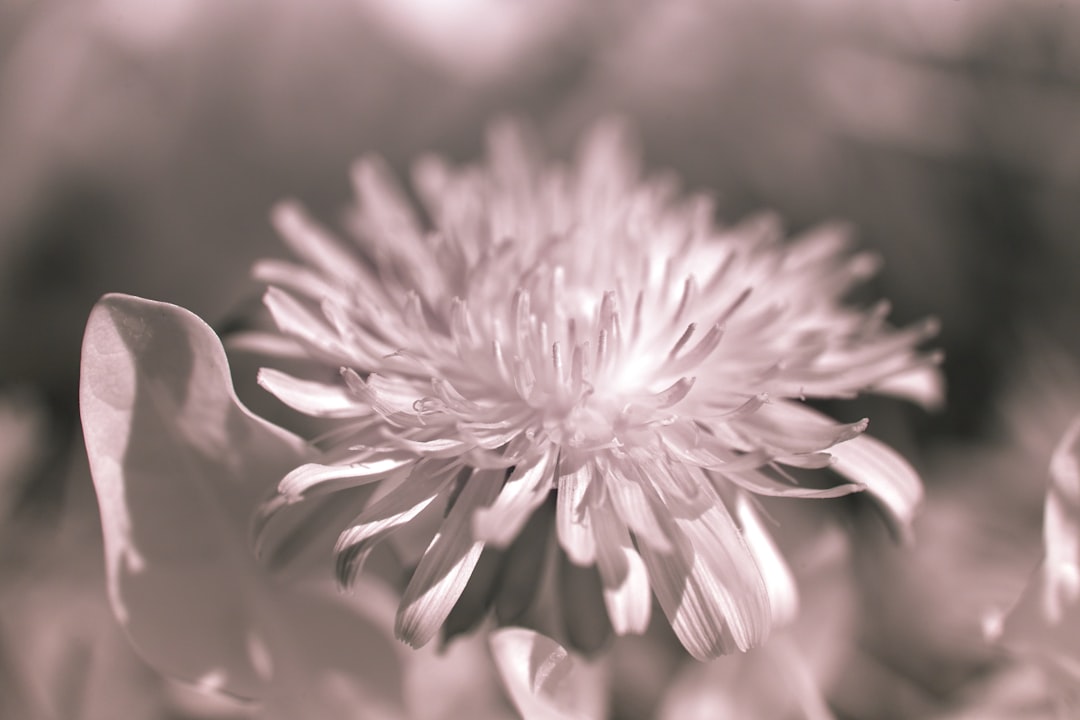 grayscale photo of flower in bloom