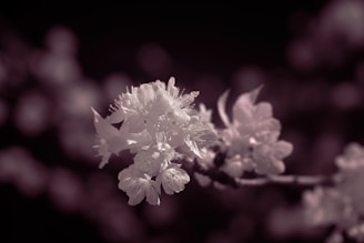 Close-up of delicate floral details from a pre-wedding shoot.