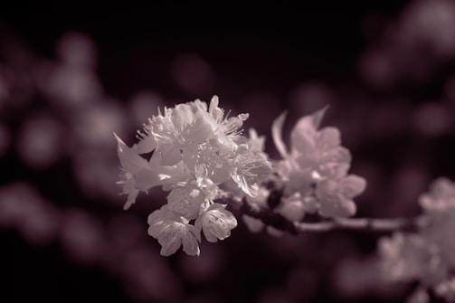 Close-up of delicate floral details from a pre-wedding shoot.