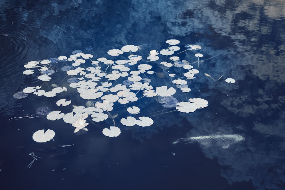 white and yellow flower petals on water