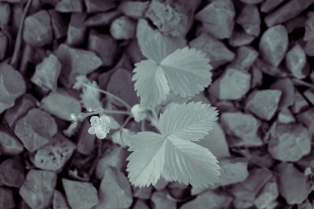 grayscale photo of a leaf on a rock