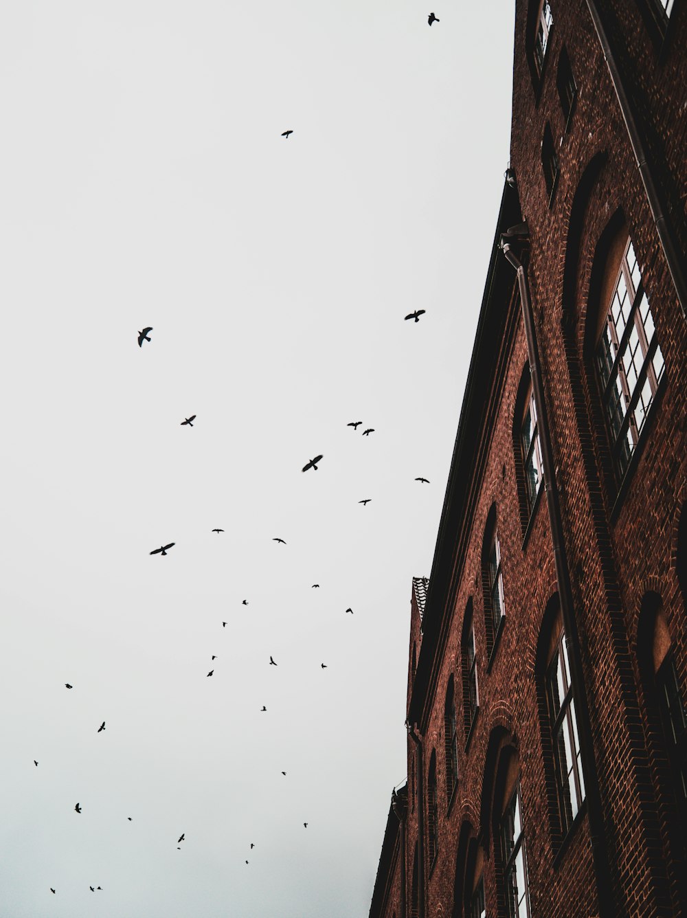 flock of birds flying over brown concrete building during daytime