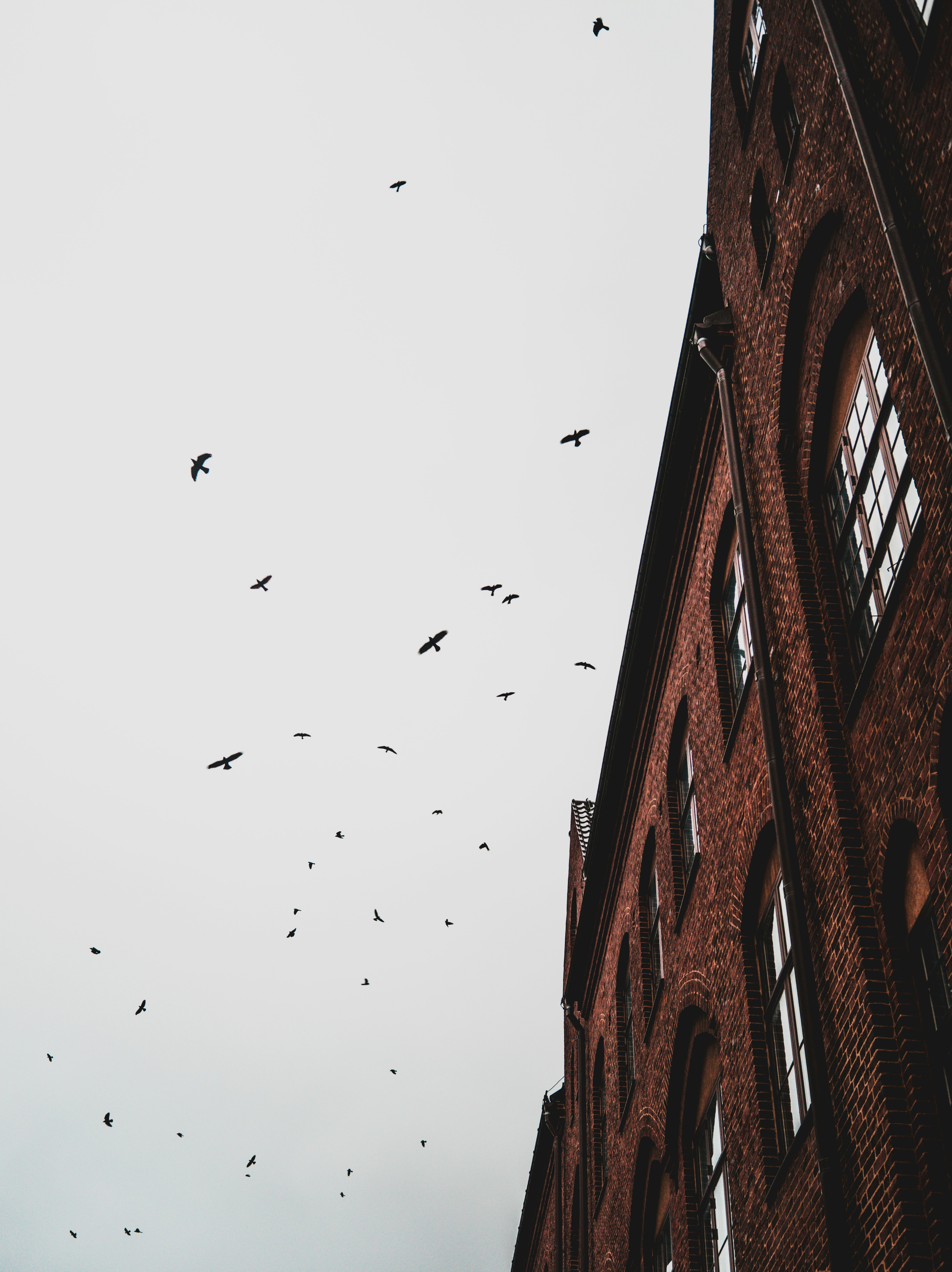 flock of birds flying over brown concrete building during daytime