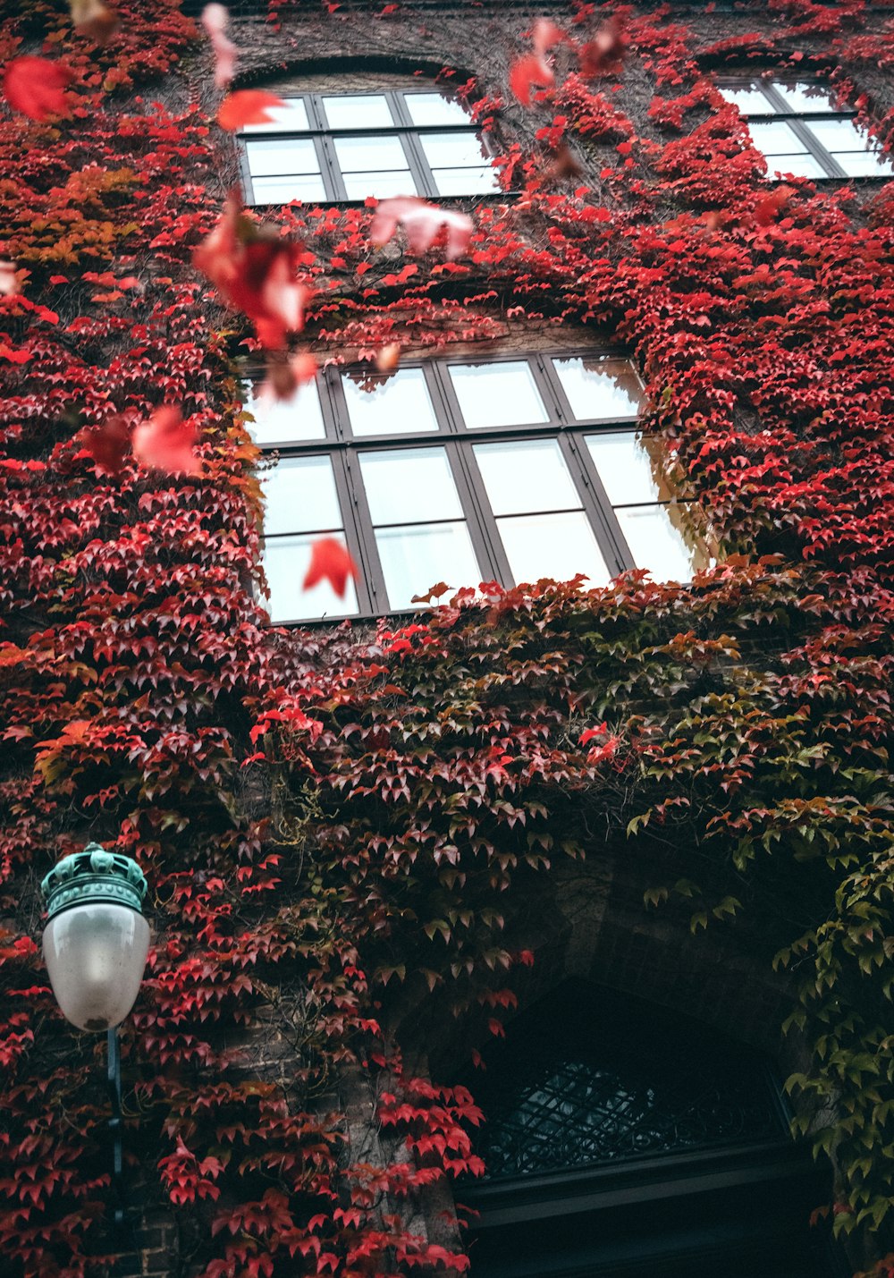 feuilles rouges sur le sol