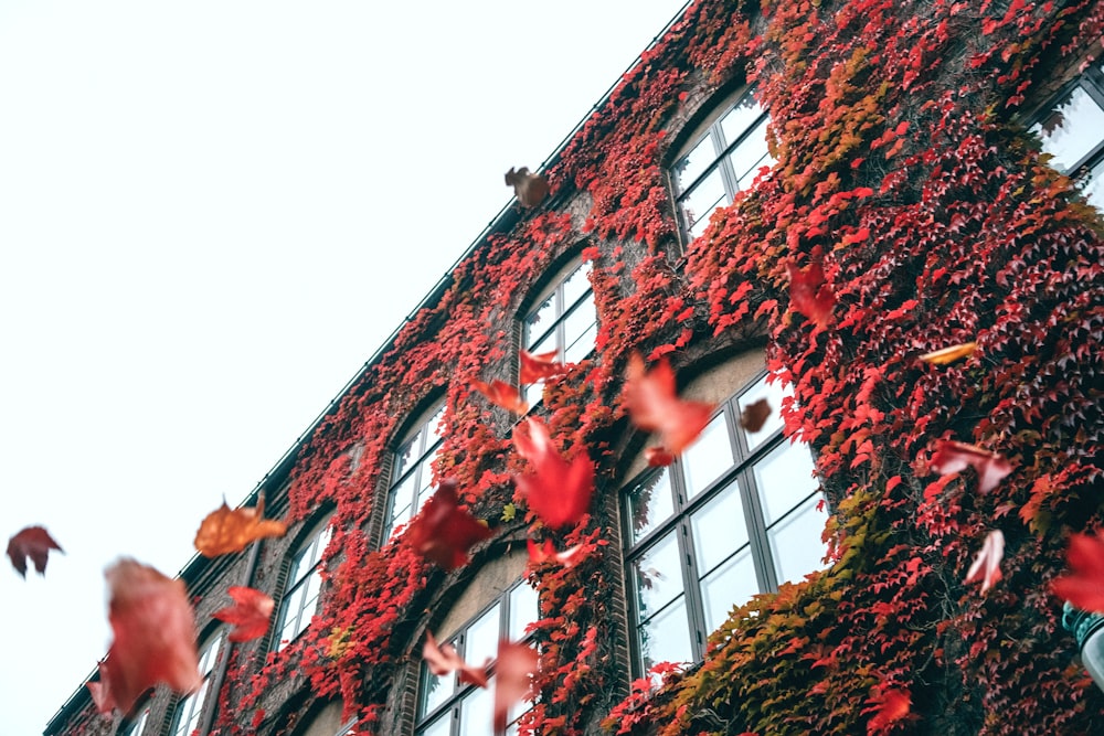 red and brown concrete building