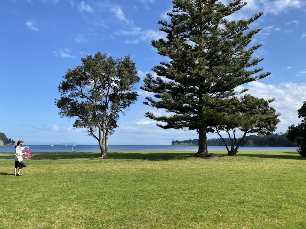 green tree on green grass field during daytime