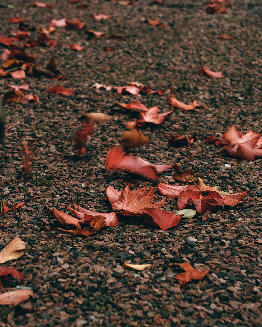 red leaves on ground during daytime