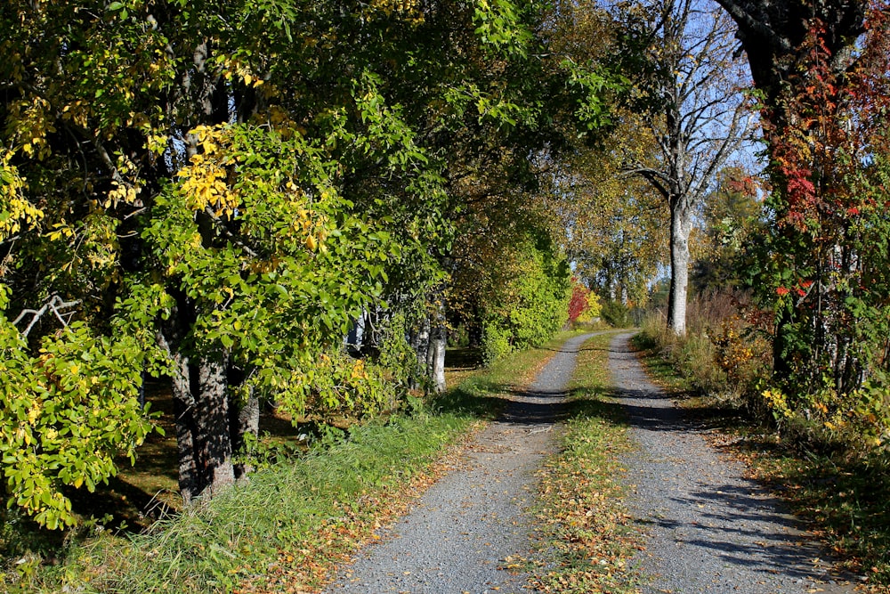 gray concrete road between green trees during daytime