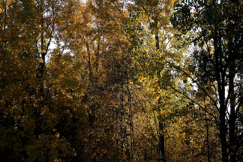 green and brown trees during daytime