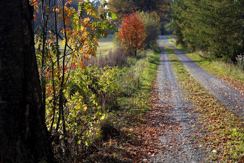 pathway between green and brown trees during daytime