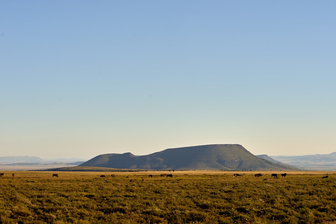 green grass field near mountain during daytime