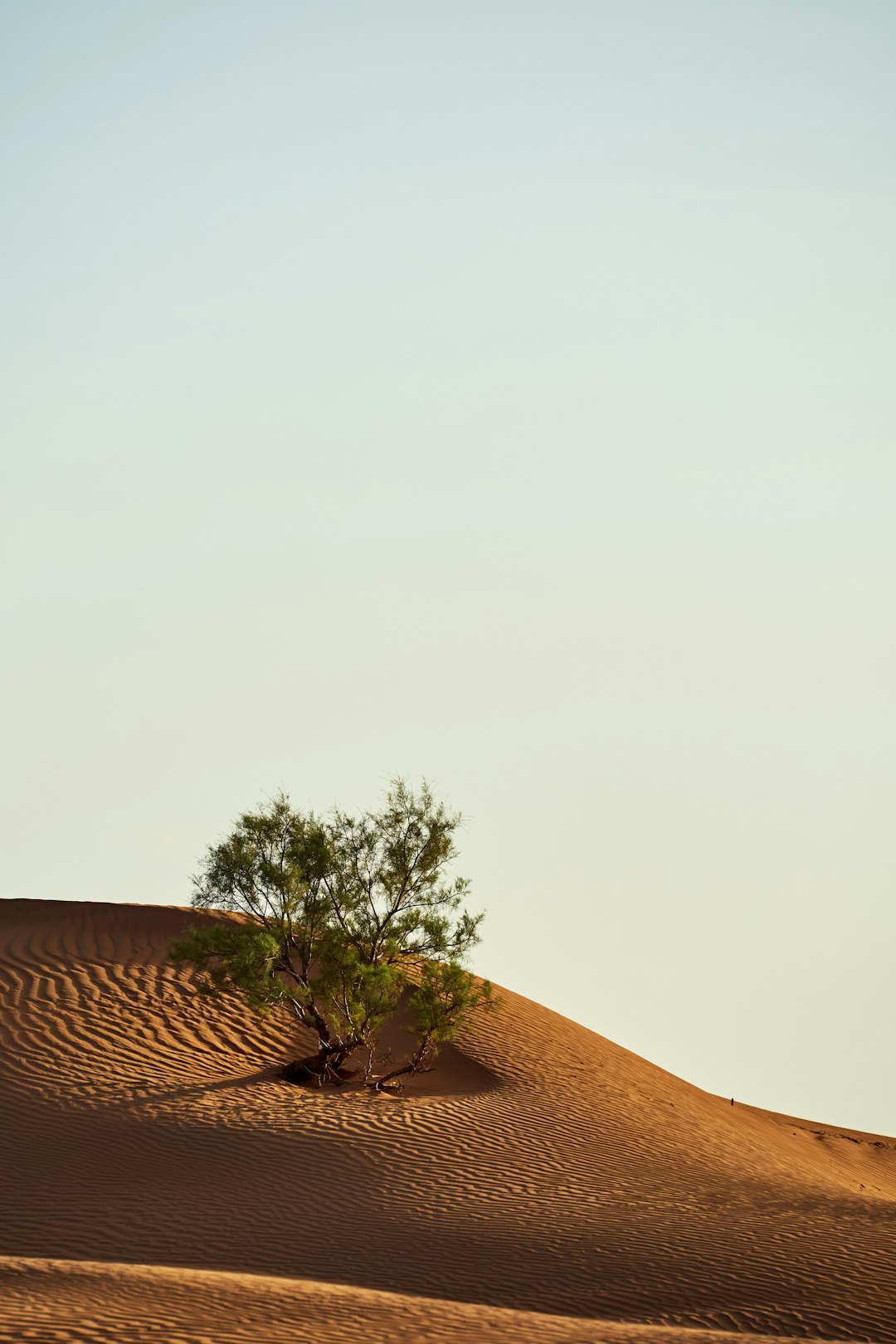 green tree on brown sand