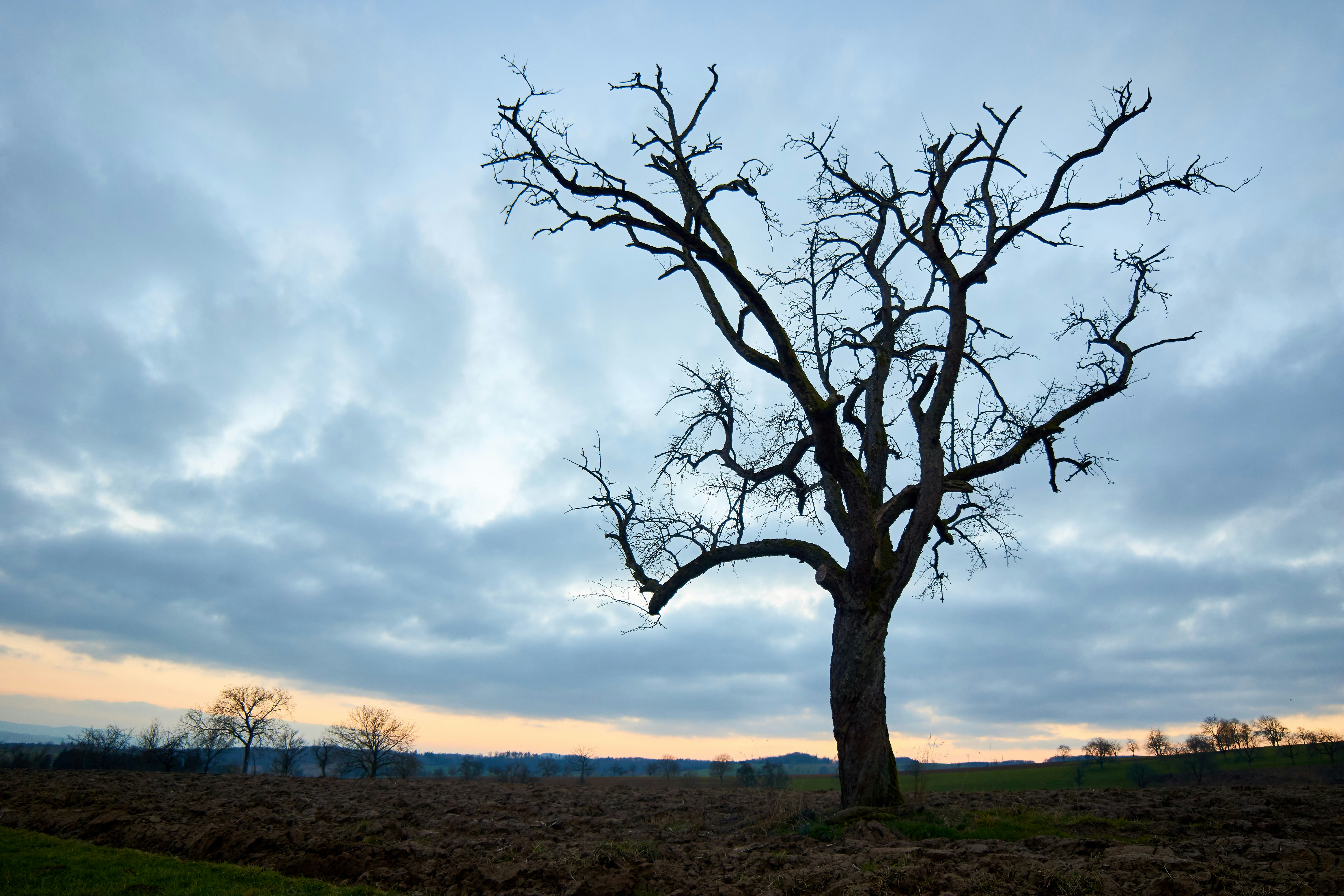 Photo by wolfgang_hasselmann