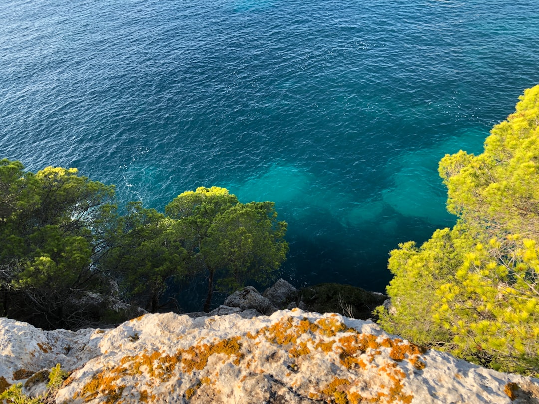 green trees on rocky shore during daytime