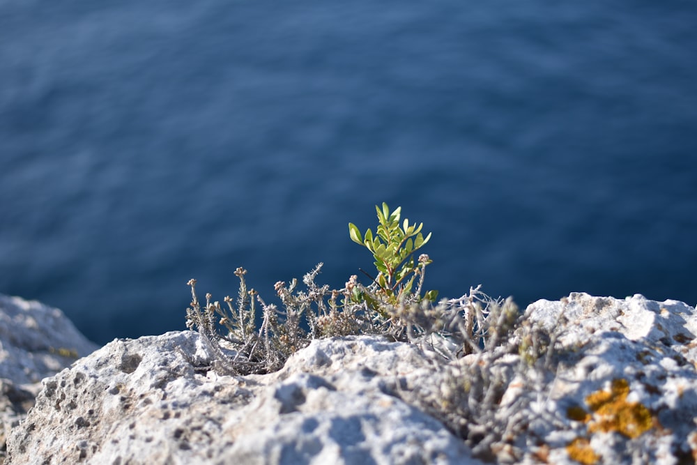 green plant on gray rock near blue water