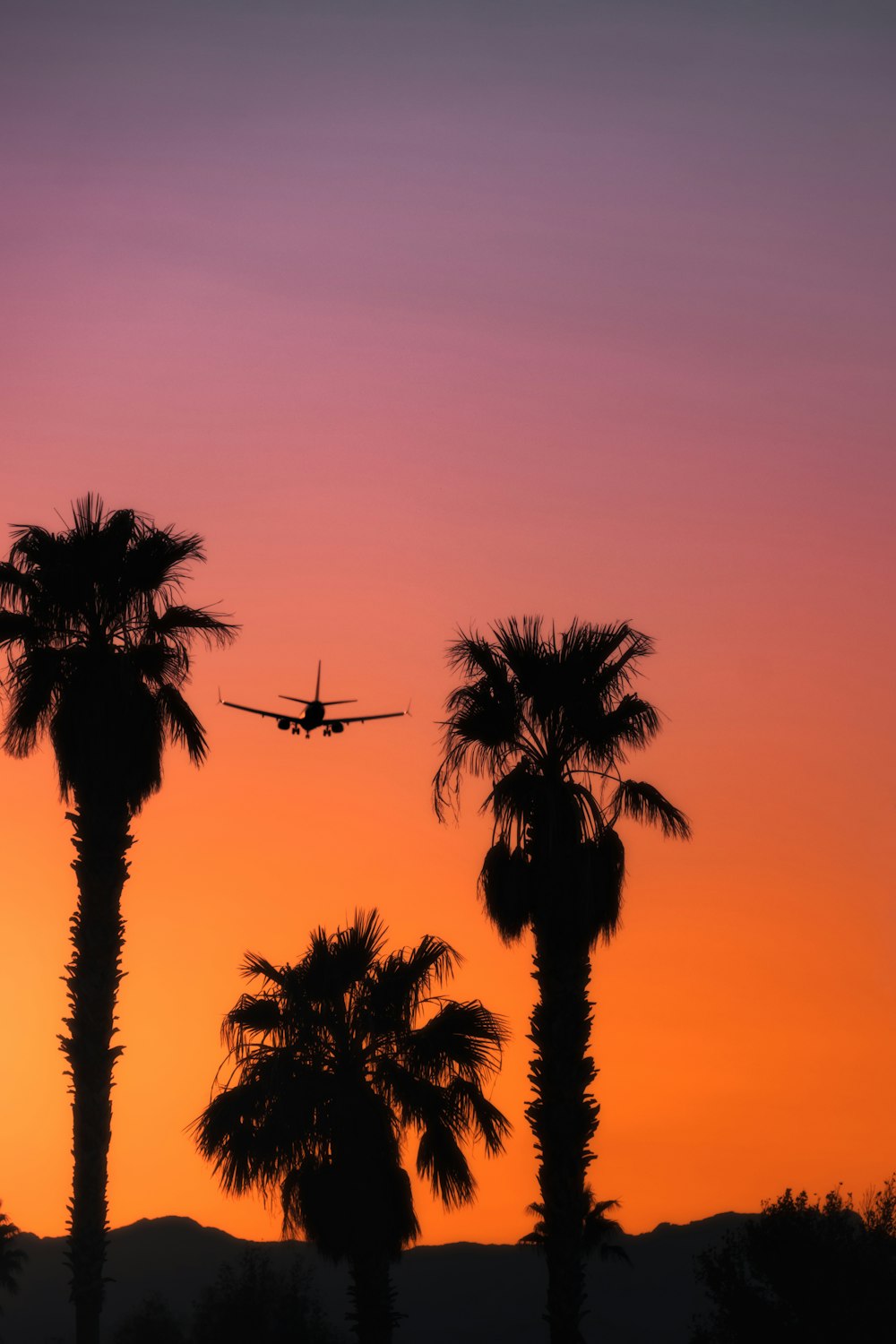 silhouette of palm trees during dusk