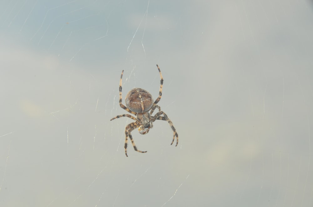brown spider on white surface