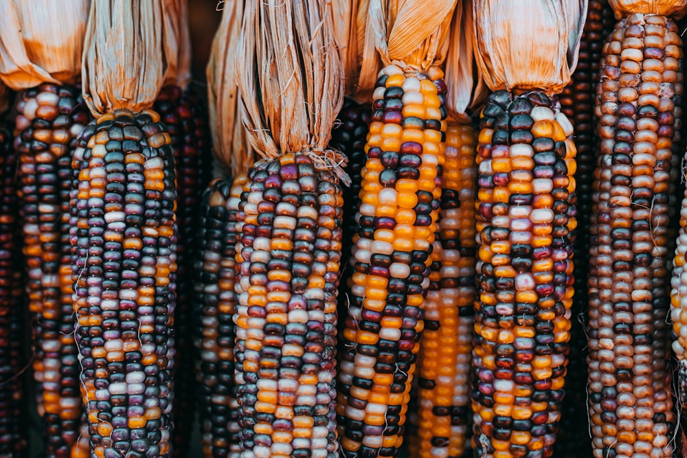 yellow and black corn on black textile