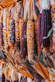 brown and red corn field