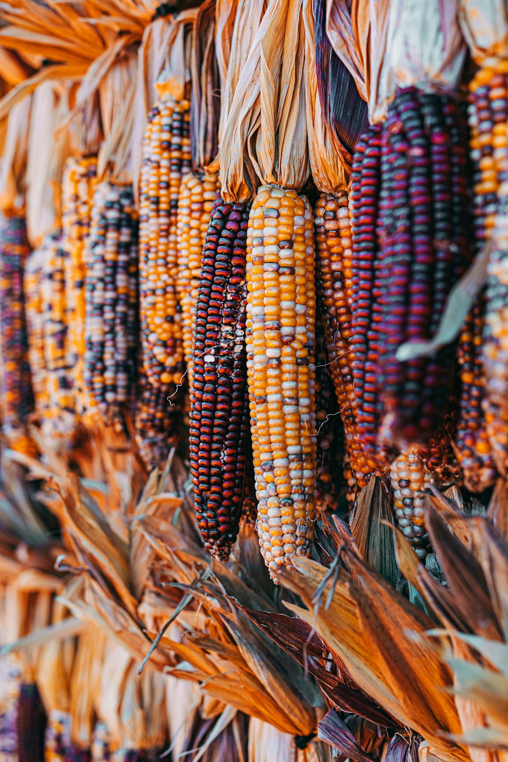 brown and red corn field