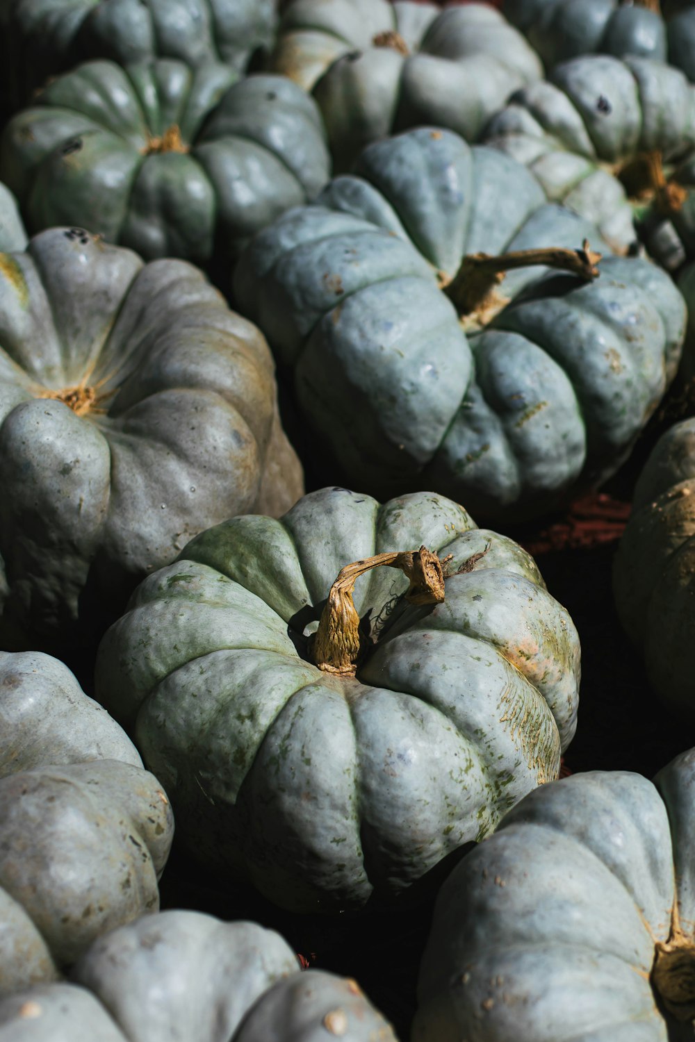 brown and black insect on black and yellow pumpkin