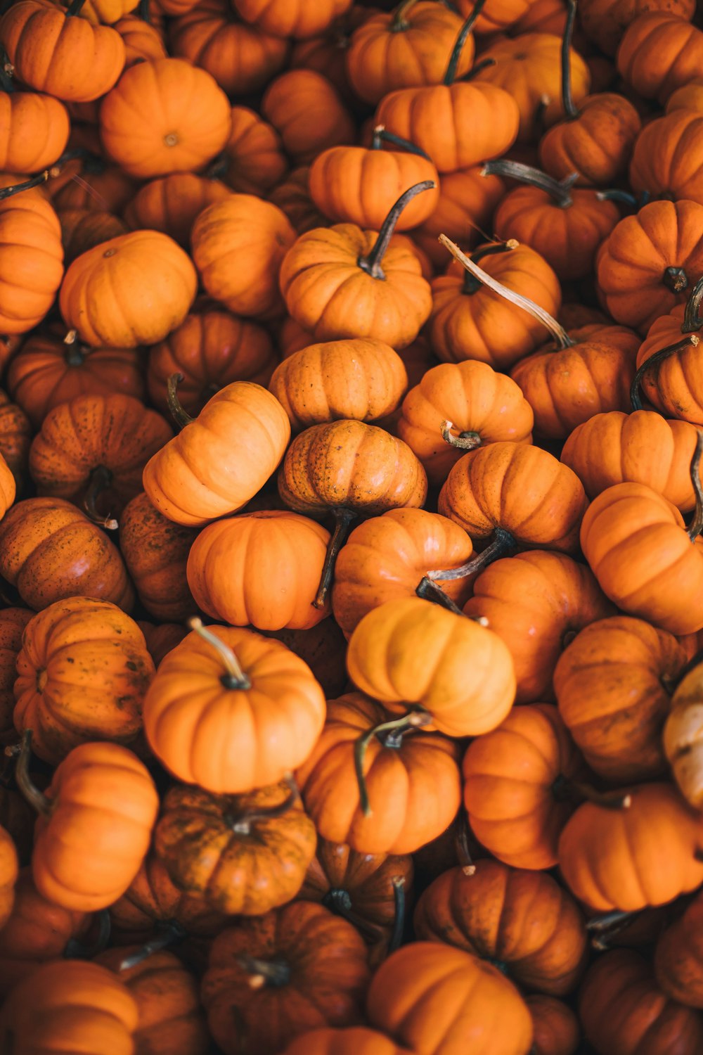 orange pumpkins on white surface