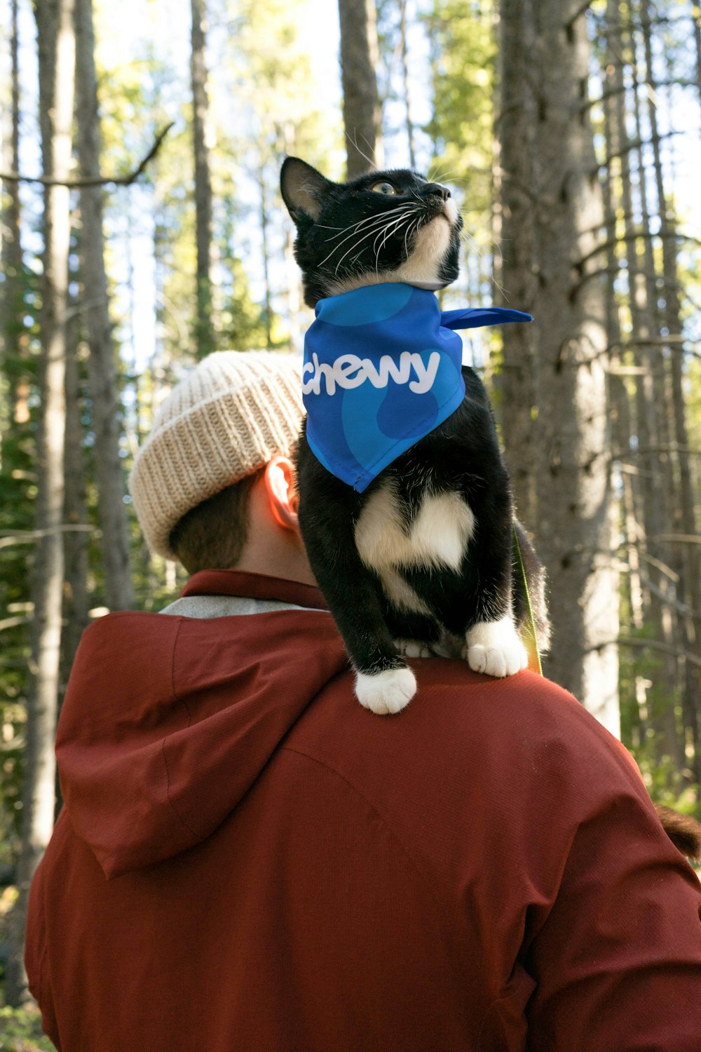 tuxedo cat in blue and red textile