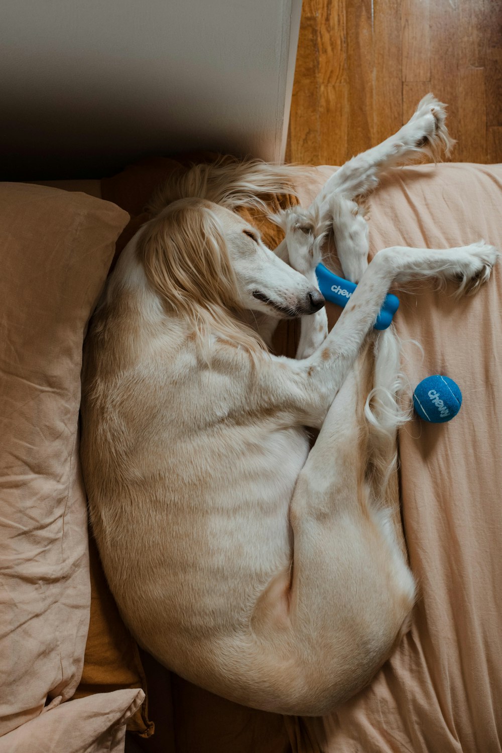 white short coated dog lying on brown textile