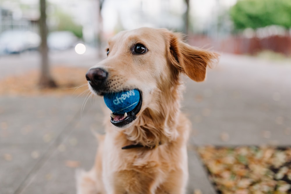 chiot golden retriever avec boule bleue sur la gueule