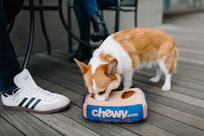 white and brown short coated dog on blue and white shoe