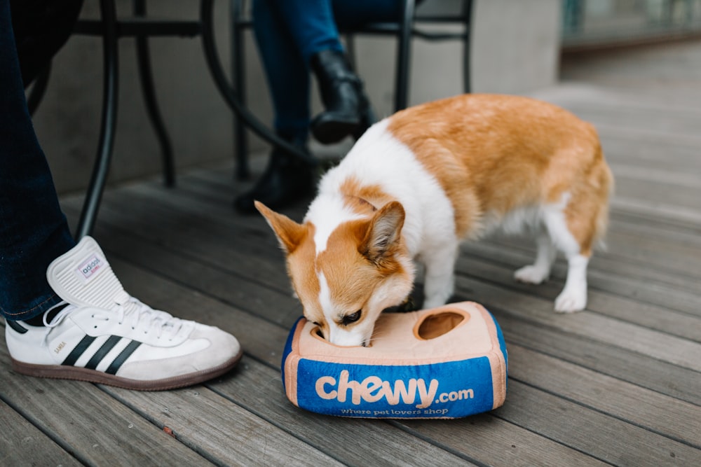 white and brown short coated dog on blue and white shoe