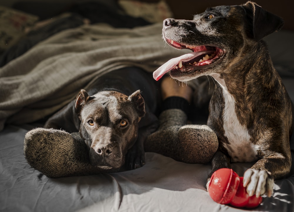 Cane marrone e bianco con pelo corto sdraiato sul letto