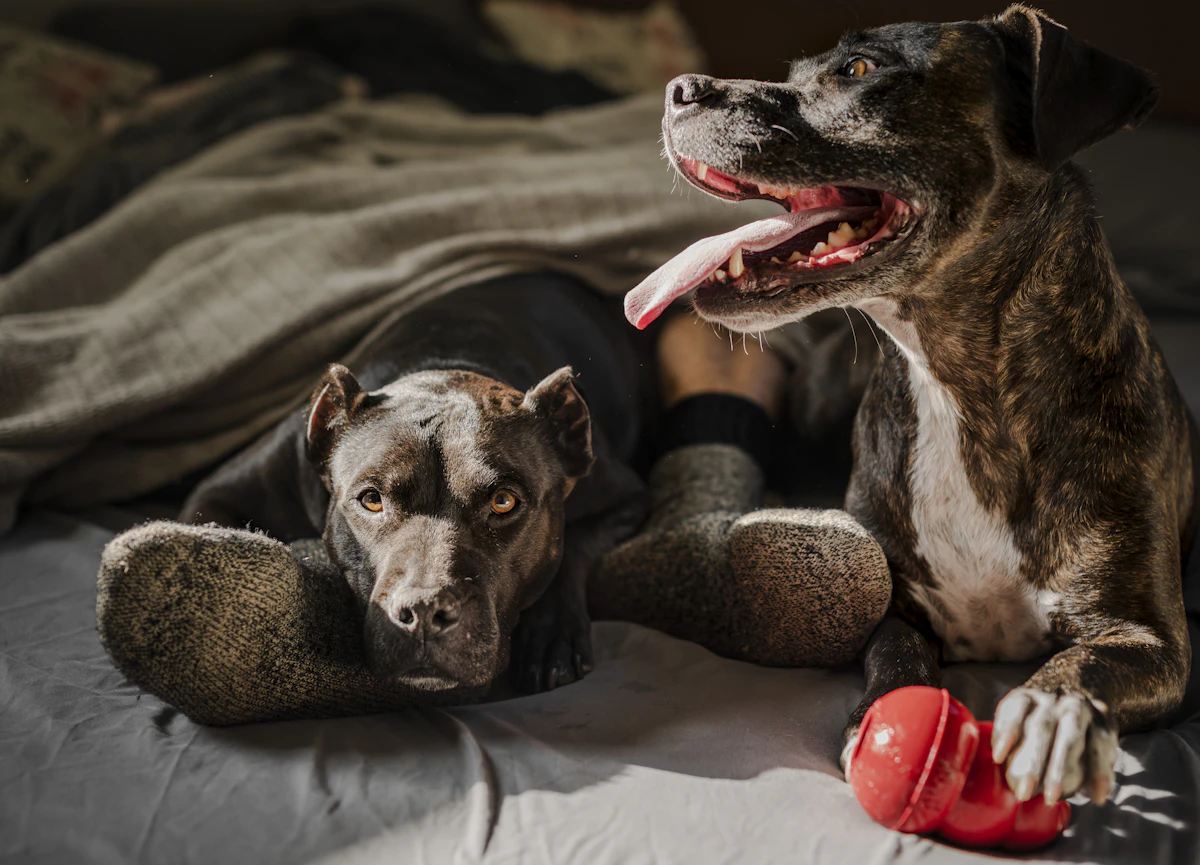 Happy dog beside carefully packed pet gear at home