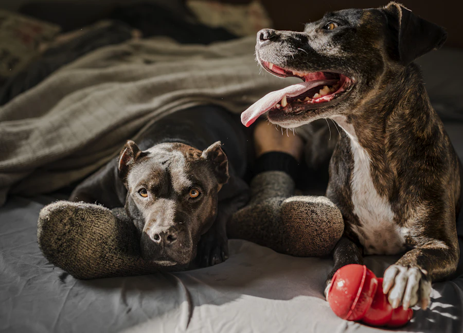 Dog lifestyle scene