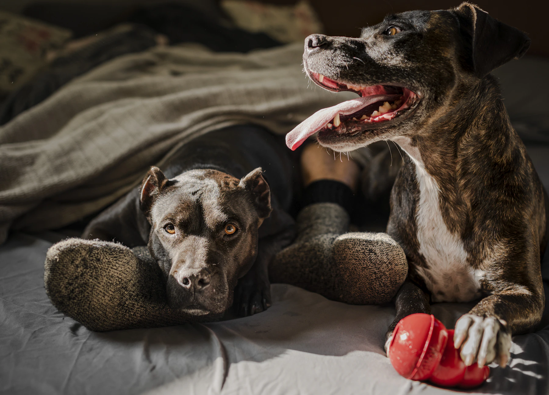 Dog resting in a warm home interior