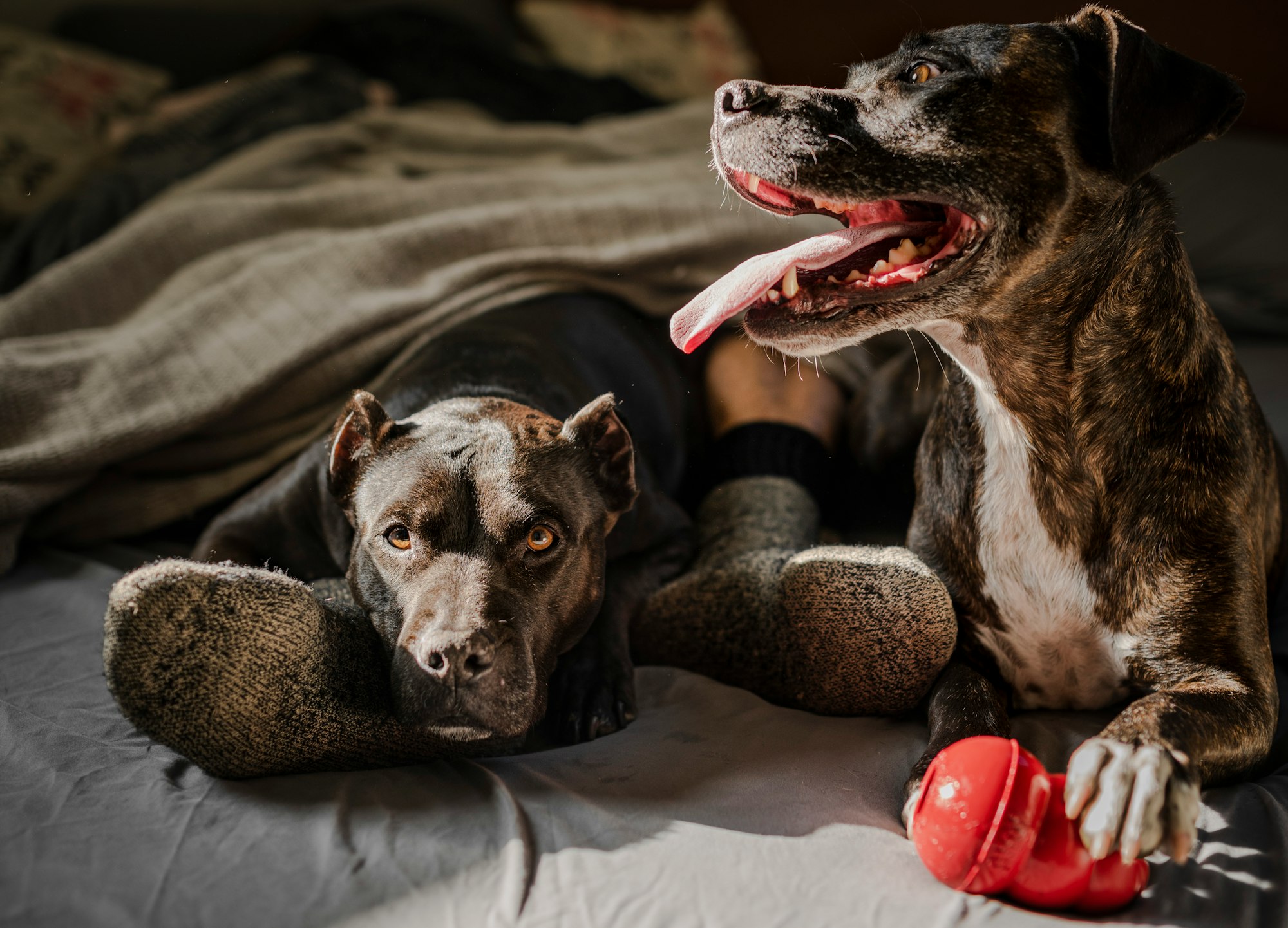 How to put a collar on an aggressive dog