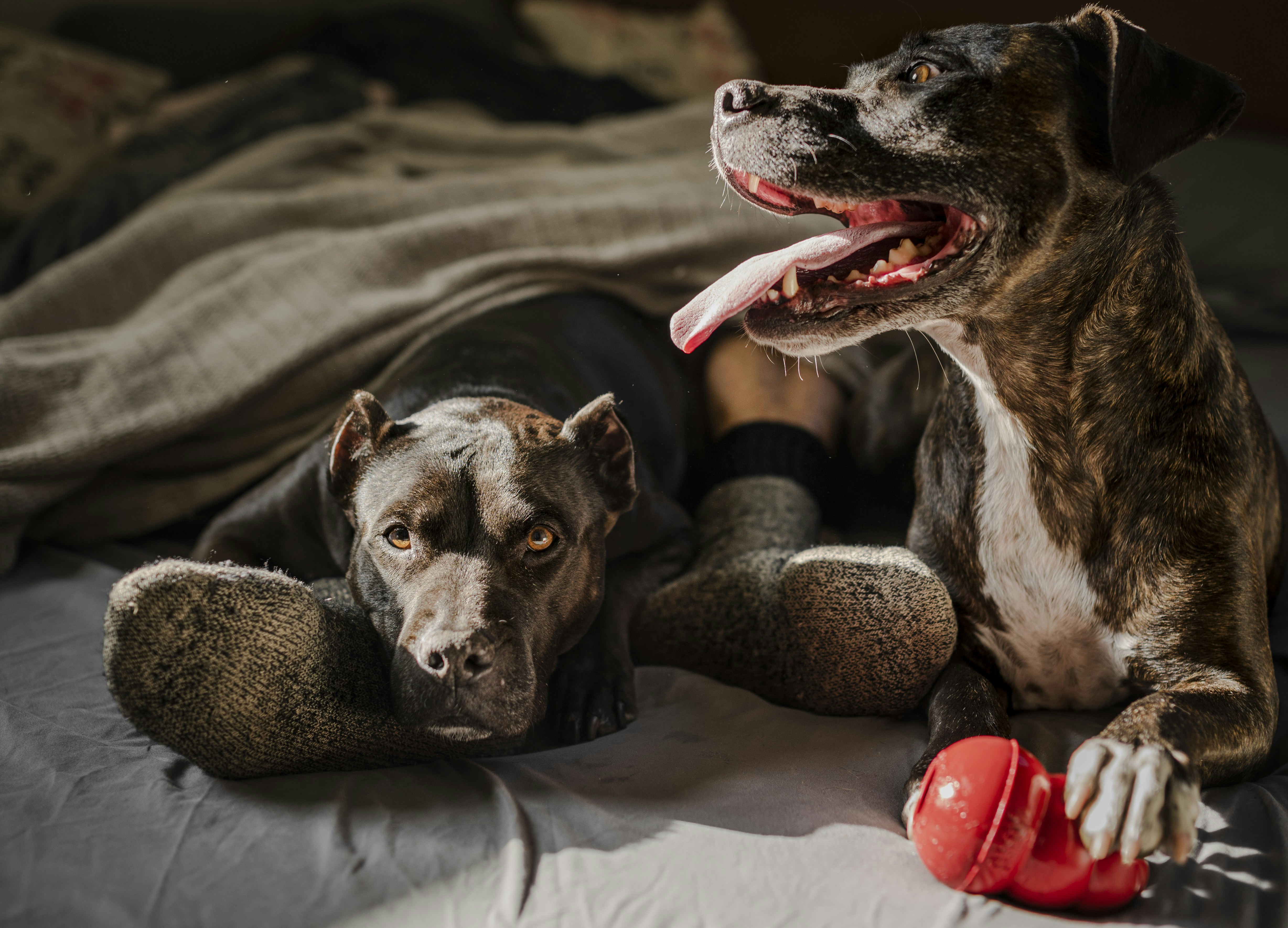 Ultimate Guide to a Ketogenic Diet Plan for Dogs