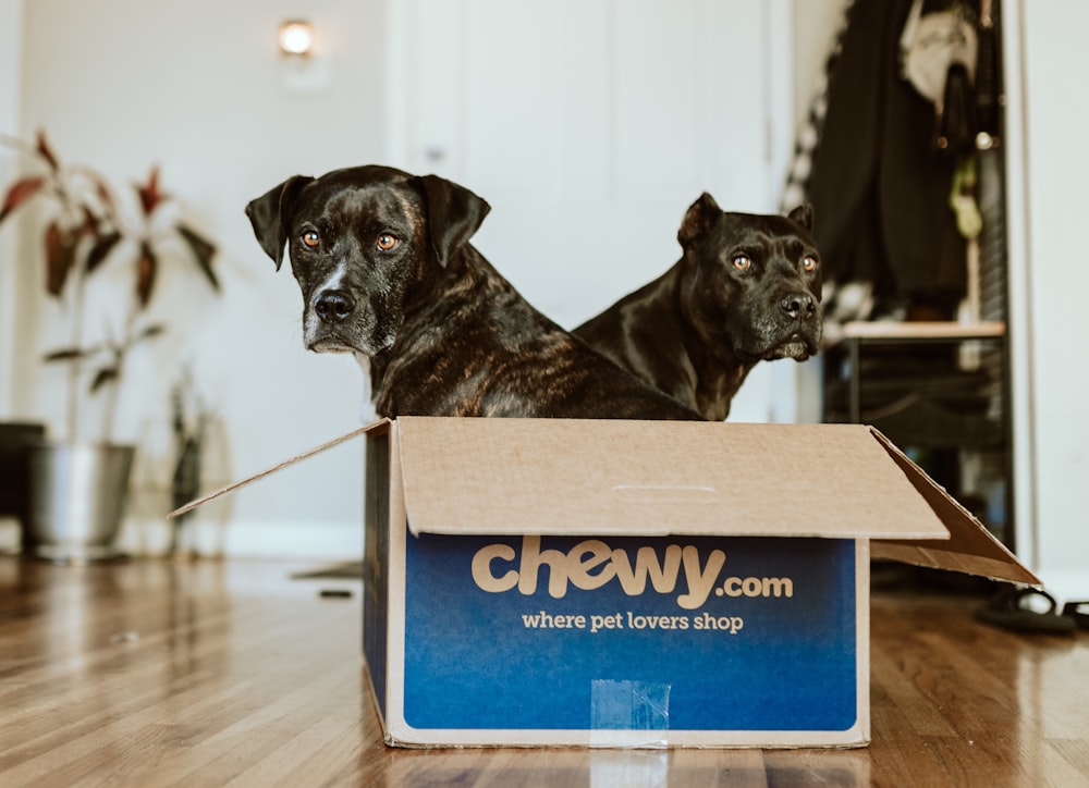 black short coated dog in blue and brown wooden box