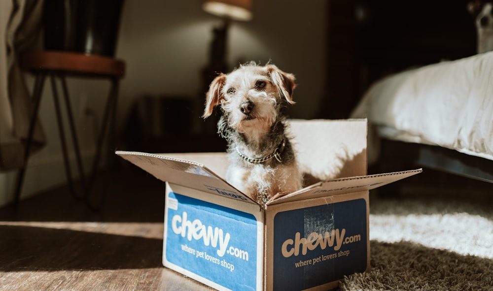 brown and white long coated dog in blue and white box