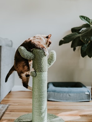 A fluffy cat is climbing or perched on a cactus-shaped scratching post. The post is covered in green carpet material. The background features a cozy-looking room with a gray couch, a large plant with dark green leaves, and a pet bed on a wooden floor.