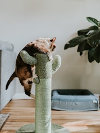 A fluffy cat is climbing or perched on a cactus-shaped scratching post. The post is covered in green carpet material. The background features a cozy-looking room with a gray couch, a large plant with dark green leaves, and a pet bed on a wooden floor.