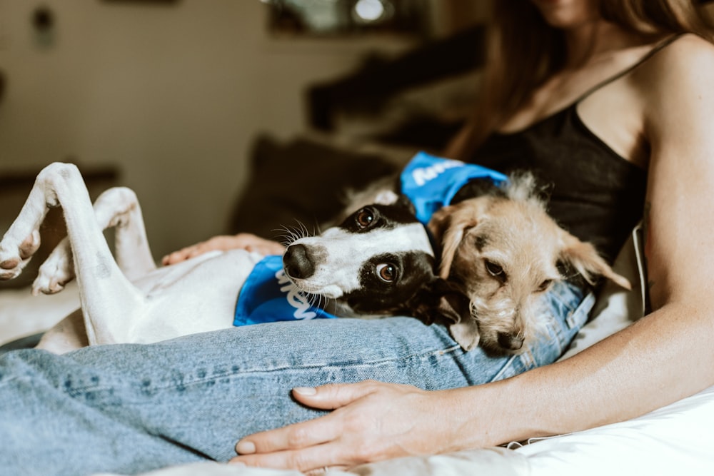 person in blue denim jeans holding white and black short coated small dog