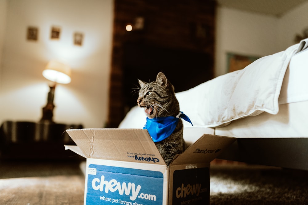 brown tabby cat in brown cardboard box