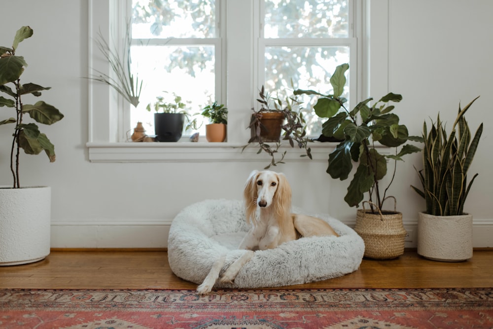 白いペットのベッドに横たわる白と茶色の短いコートの犬