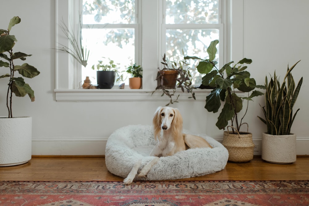 Perro blanco y marrón de pelo corto acostado en la cama blanca de la mascota