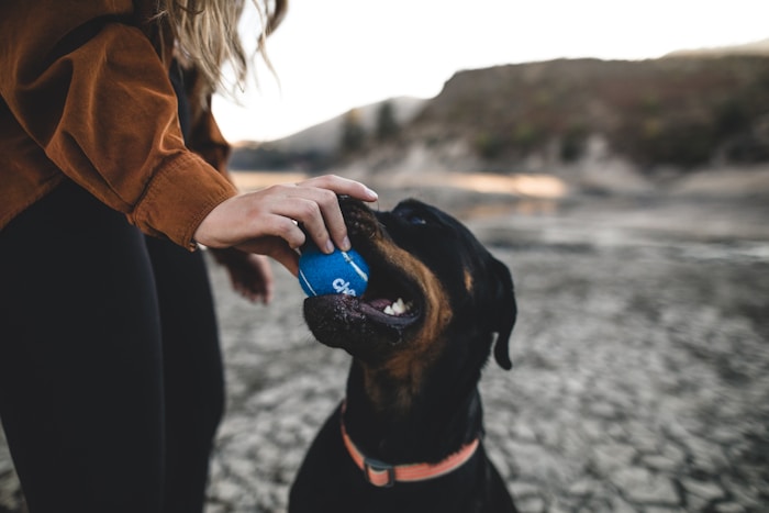 A 4-month-old puppy walking on a leash beside their owner on a sidewalk