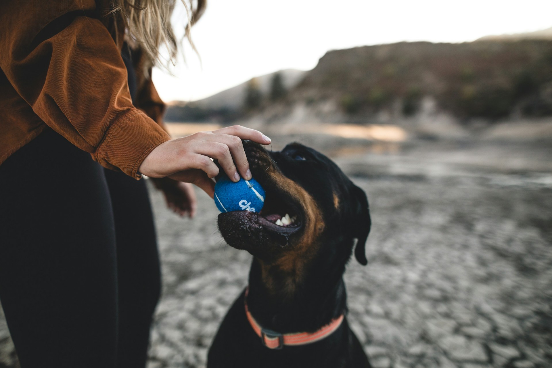 Pet