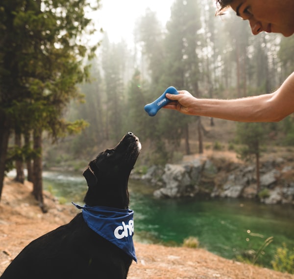 Automatic dog feeder