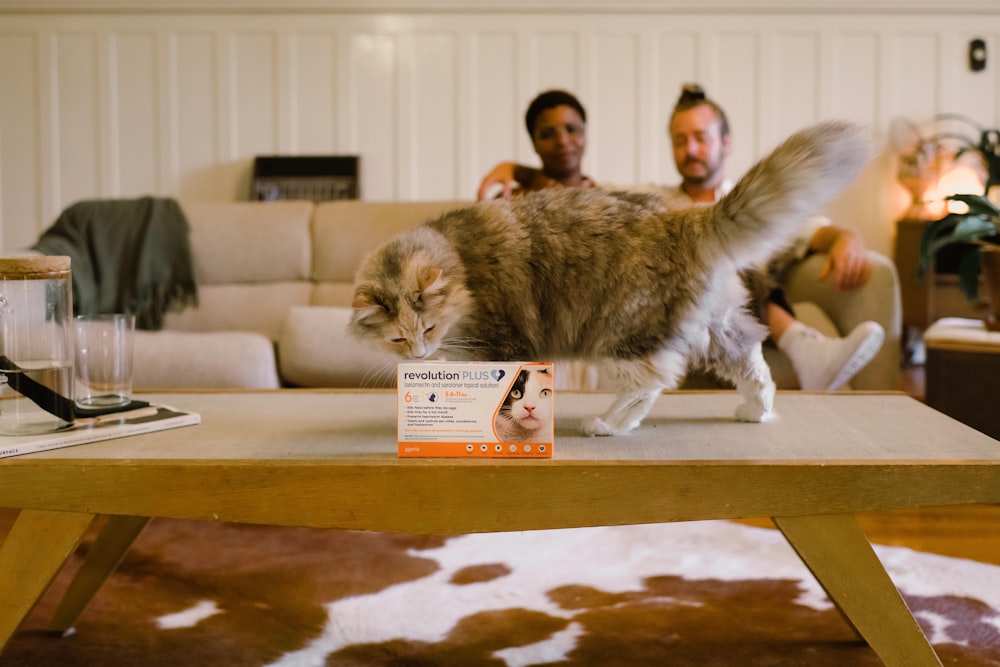 brown tabby cat on brown wooden table