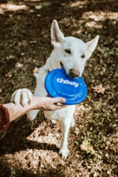 white short coated dog biting blue plastic bottle